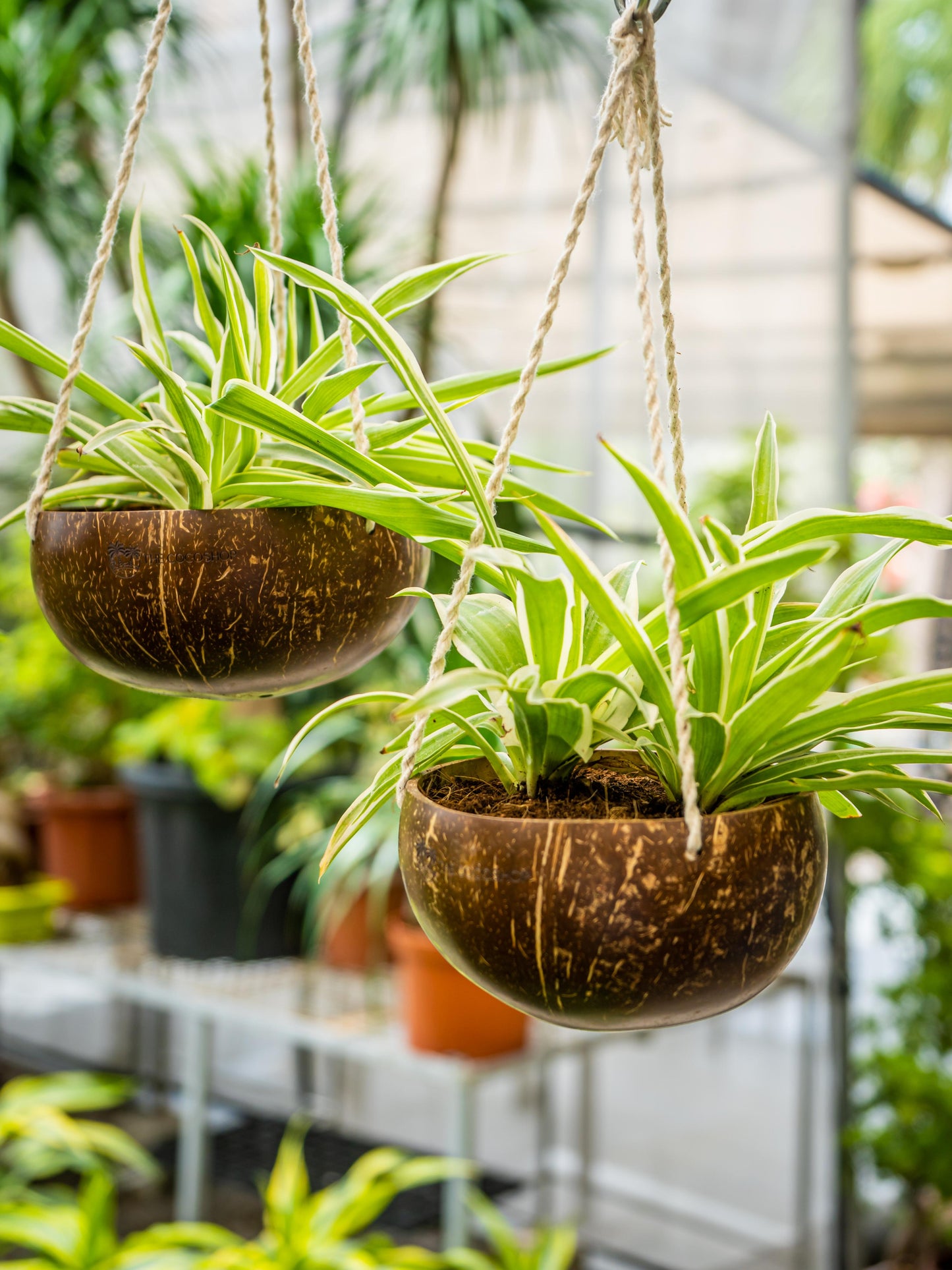 The Vintage Coconut Shell { Planter Pot }