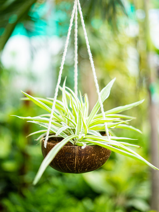 The Vintage Coconut Shell { Planter Pot }