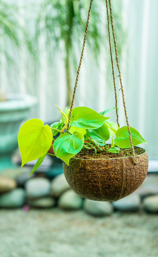 The Rugged Coconut Shell Hanging {Planter Pot}